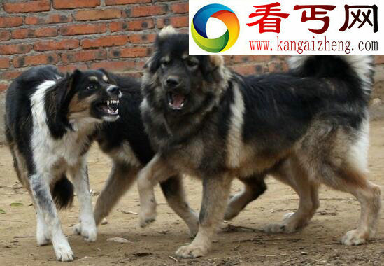 世界上最古老的山地犬,蒙古獒(性格温顺忠于主人)