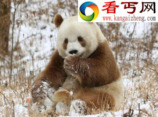 世界上最罕见的大熊猫,棕色大熊猫全世界仅5只(变异)