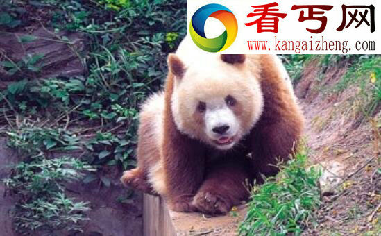 世界上最罕见的大熊猫,棕色大熊猫全世界仅5只(变异)