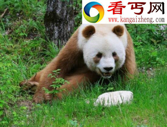 世界上最罕见的大熊猫,棕色大熊猫全世界仅5只(变异)