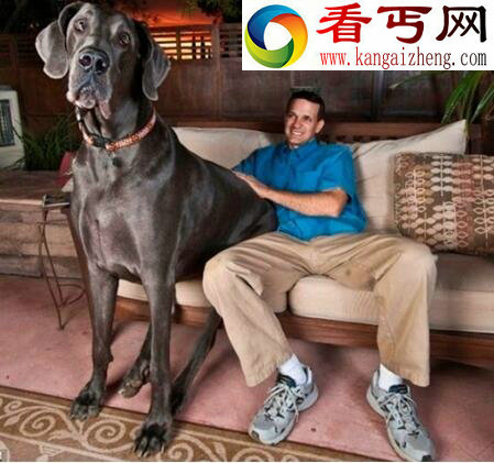 盘点十种世界最高大的狗,大丹狗比人还要高大(2.1米)