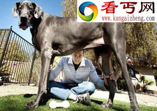 盘点十种世界最高大的狗,大丹狗比人还要高大(2.1米)