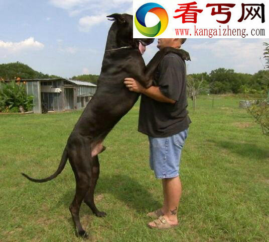 盘点十种世界最高大的狗,大丹狗比人还要高大(2.1米)