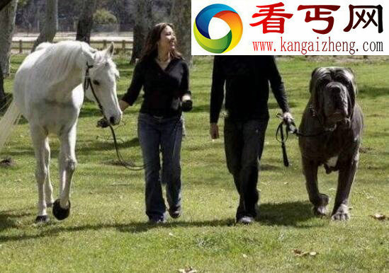 盘点十种世界最高大的狗,大丹狗比人还要高大(2.1米)