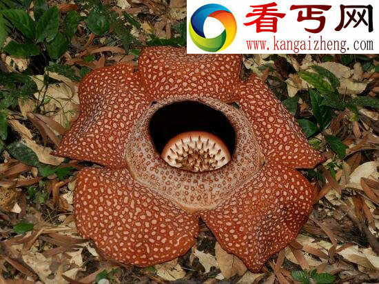 世界上最大的花，尸香大王花(花径1米)