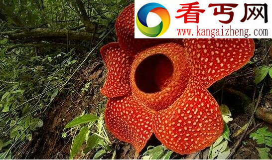 世界上最大的花，尸香大王花(花径1米)