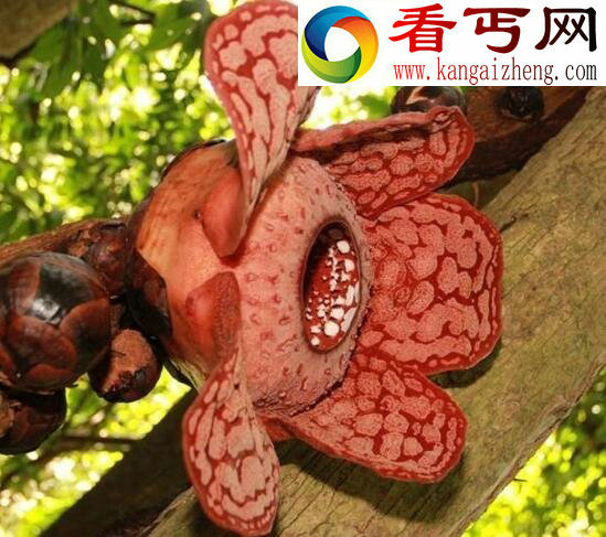 世界上最大的花，尸香大王花(花径1米)