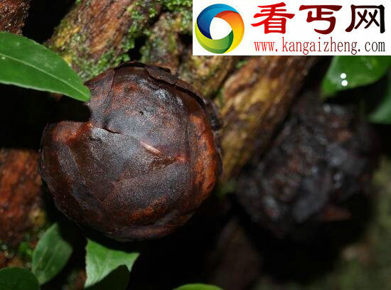 世界上最大的花，尸香大王花(花径1米)