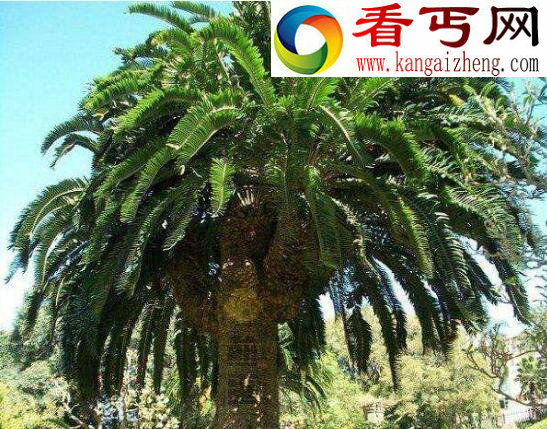 全球十大稀有植物,繁殖竟要靠克隆(仅有一株)