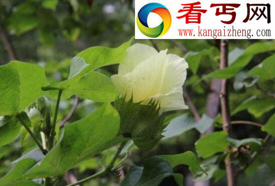 全球十大稀有植物,繁殖竟要靠克隆(仅有一株)