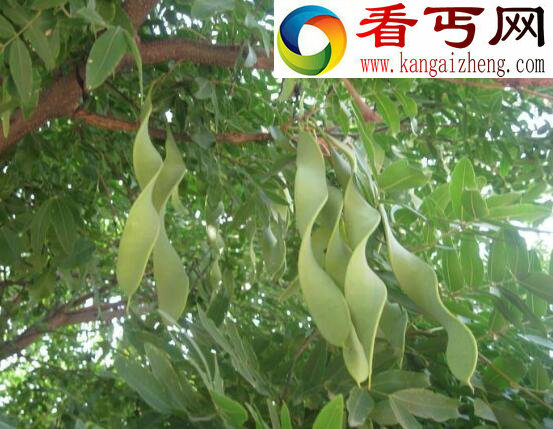 全球十大稀有植物,繁殖竟要靠克隆(仅有一株)