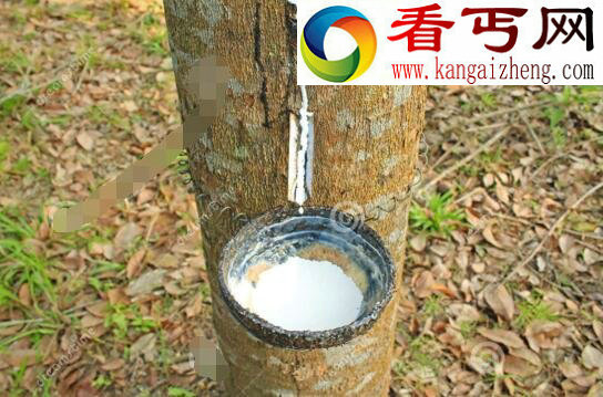 世界上最神奇的树,牛奶树竟流出牛奶(直接饮用)