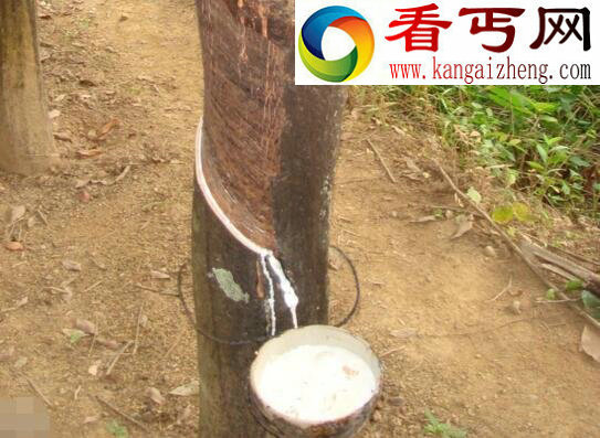 世界上最神奇的树,牛奶树竟流出牛奶(直接饮用)