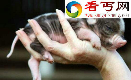 世界上最小的猪,微型猪(长0.6米只有茶杯那么大)