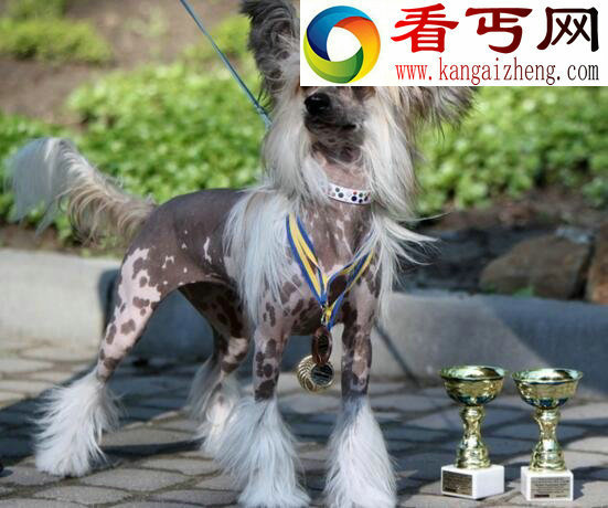 中国裸体犬，中国冠毛犬图片(花色无毛的玩具犬)