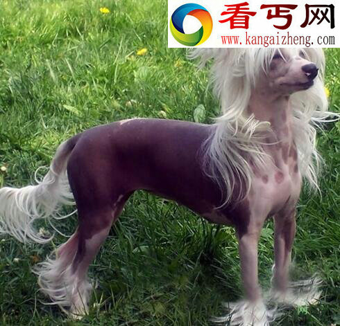 中国裸体犬，中国冠毛犬图片(花色无毛的玩具犬)