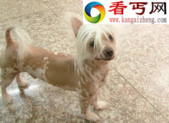中国裸体犬，中国冠毛犬图片(花色无毛的玩具犬)