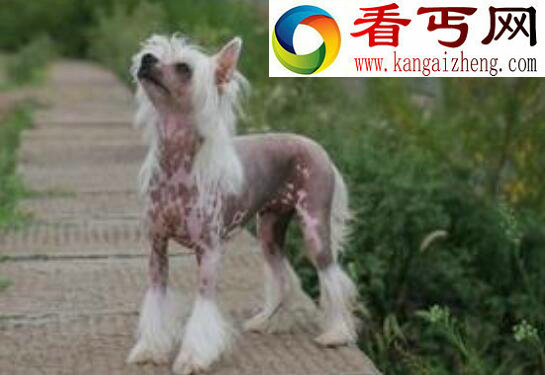 中国裸体犬，中国冠毛犬图片(花色无毛的玩具犬)