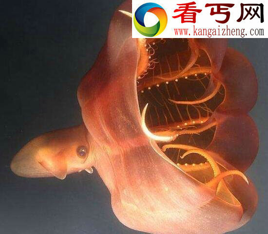 世界上最大的无脊椎动物,大王酸浆鱿(海怪原型)