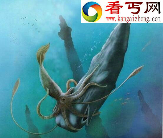 世界上最大的无脊椎动物,大王酸浆鱿(海怪原型)