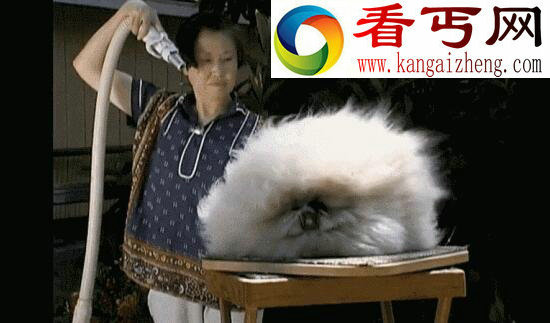 世界上最萌的兔子,巨型安哥拉兔
