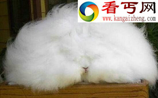 世界上最萌的兔子,巨型安哥拉兔