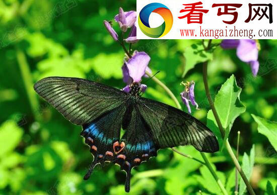 世界上最美丽的蝴蝶,光明女神蝶(秘鲁国蝶)