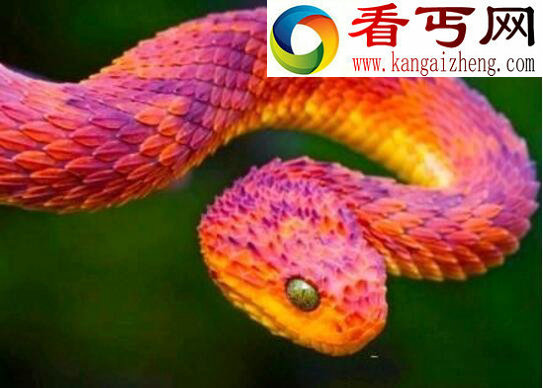 世界上最奇异的蛇，香蛇(散发避虫体香)