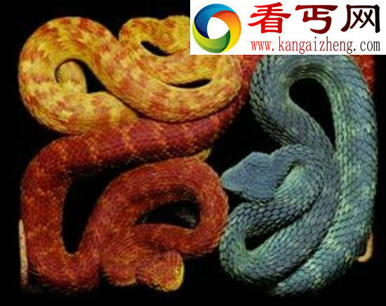 世界上最奇异的蛇，香蛇(散发避虫体香)