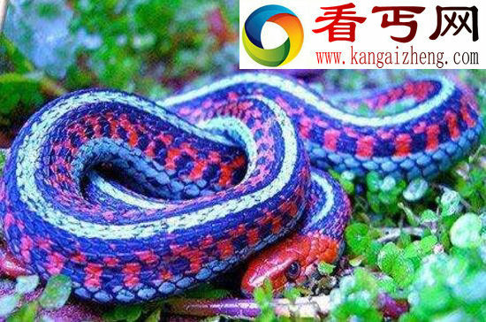世界上最奇异的蛇，香蛇(散发避虫体香)