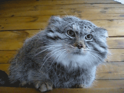 世界上表情最丰富的猫,兔狲(帕拉斯猫)