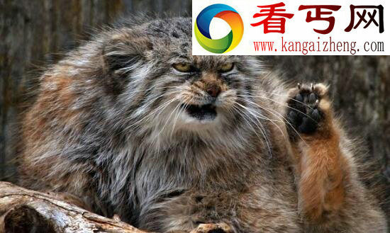 世界上表情最丰富的猫,兔狲(帕拉斯猫)