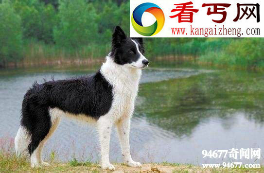 世界十大狗狗智商排名,边境牧羊犬智商第一