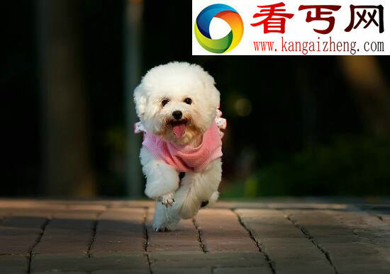 世界十大狗狗智商排名，边境牧羊犬智商第一