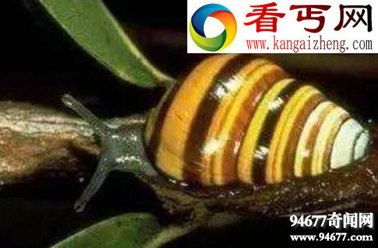世界上最美丽的蜗牛,夏威夷蜗牛(雌雄同体自己繁殖)