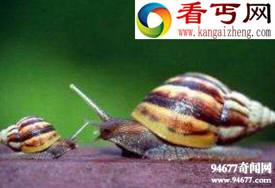 世界上最美丽的蜗牛,夏威夷蜗牛(雌雄同体自己繁殖)