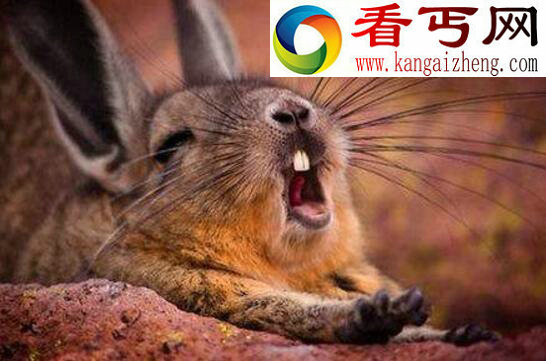 世界上最奇葩的动物,海狸鼠乳头长在背上(五颜六色)