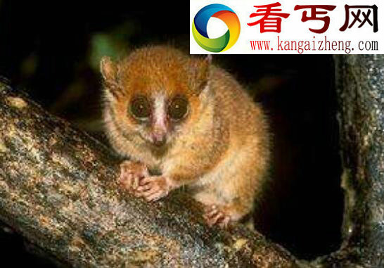 世界上体积最小的猴,鼠狐猴力气惊人(12厘米/40克)