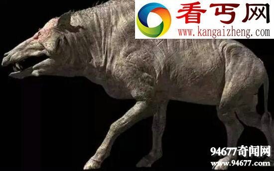 地球史上最大的猪,巨猪敢和恐龙硬碰硬
