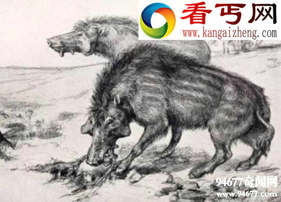 地球史上最大的猪,巨猪敢和恐龙硬碰硬