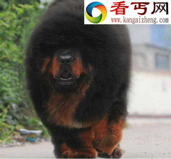 惊天兽，中国第一藏獒(身价3000万)