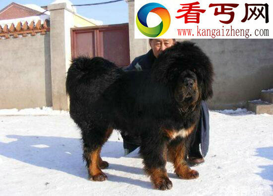 惊天兽，中国第一藏獒(身价3000万)