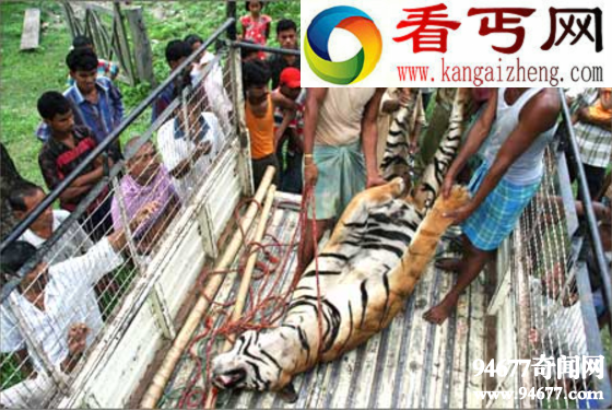 世界上最为濒危的猫科动物，苏门答腊虎