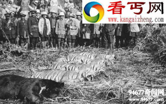 世界上最为濒危的猫科动物，苏门答腊虎