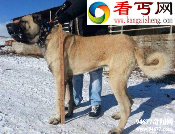 土耳其国宝坎高犬,堪比中国大熊猫(禁止售卖)