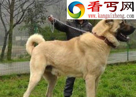 土耳其国宝坎高犬,堪比中国大熊猫(禁止售卖)
