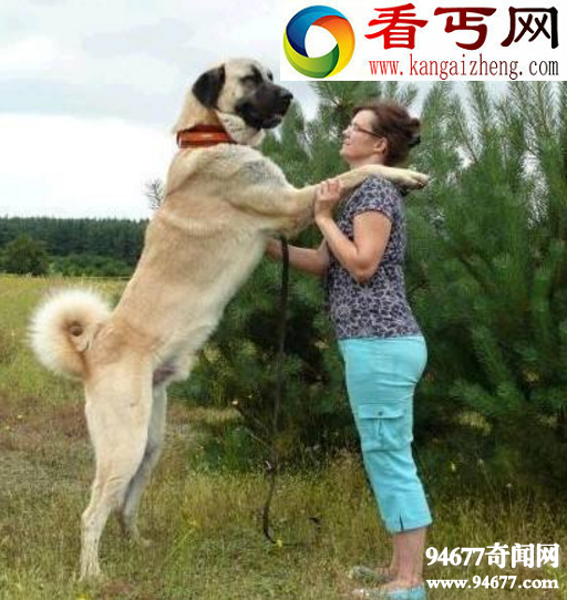 土耳其国宝坎高犬,堪比中国大熊猫(禁止售卖)