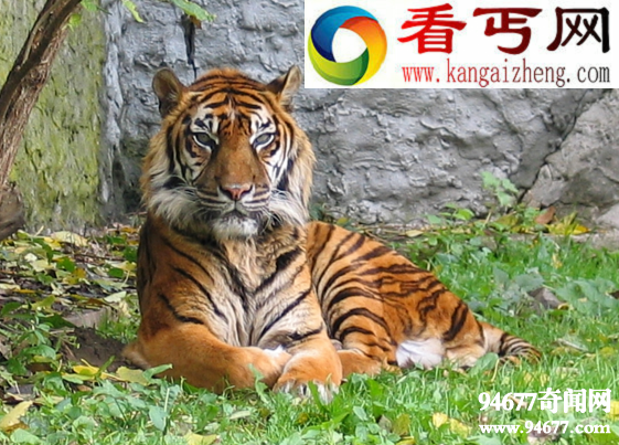 世界上最为濒危的猫科动物，苏门答腊虎