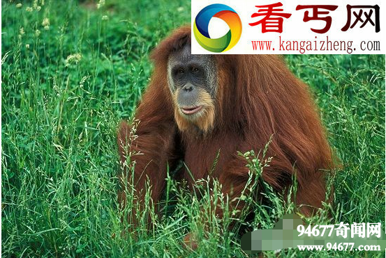 苏门答腊猩猩将在25年后走向灭亡