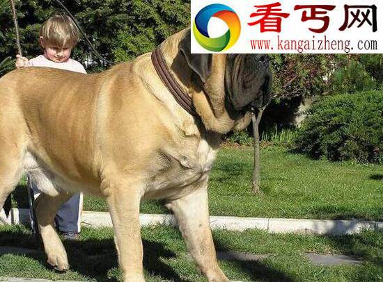 世界上体型最大的四种狗，马士提夫獒犬能当人坐骑